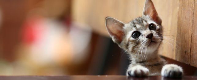 The Ultimate Guide to Adopting a Kitten or Cat