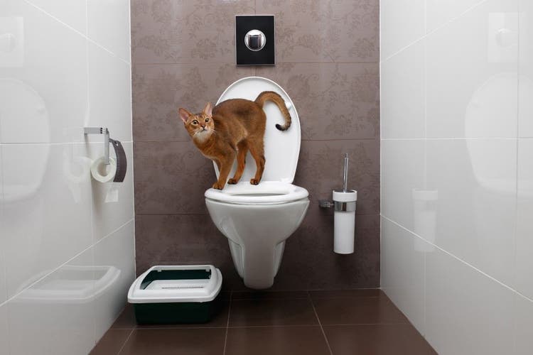 Cats can be toilet trained.