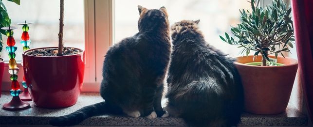 Room for One More? 5 Things to Consider Before Getting Another Cat