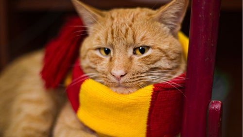 Harry potter cat sales sweater