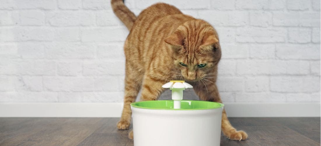 Pet water fountains vs bowls: The ultimate guide to pet hydration