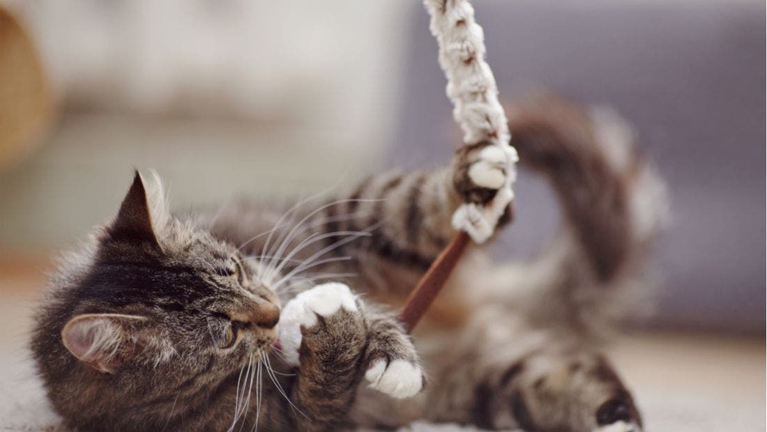 Is Your Indoor Cat Bored?: 12 Ways to Prevent Boredom - PetPlace