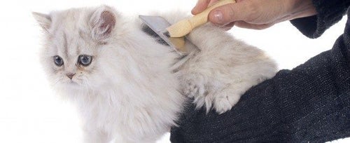 Kitten grooming deals