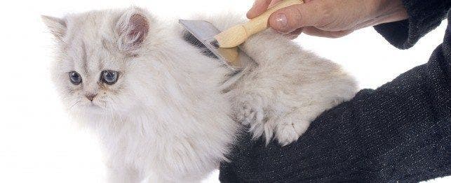 Persian hotsell cat brush