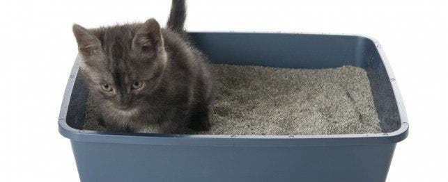 which-cat-litter-is-best-for-kittens