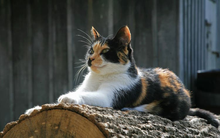 name ideas for calico cats