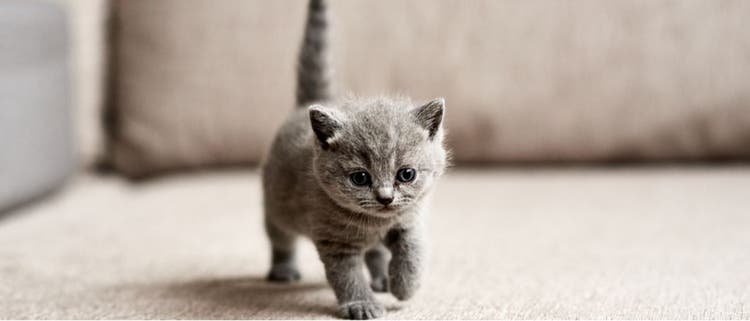 A small, grey kitten takes a stroll.