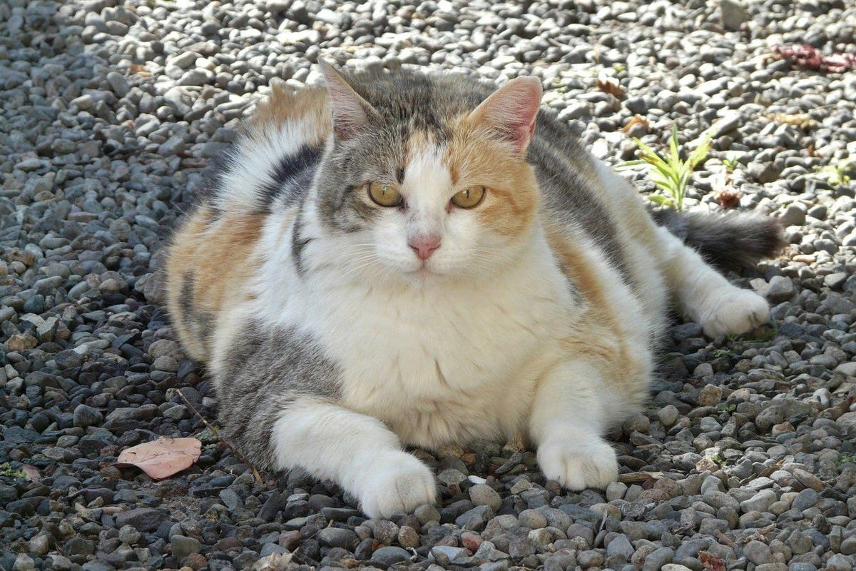 Feline Obesity: An Epidemic of Fat Cats