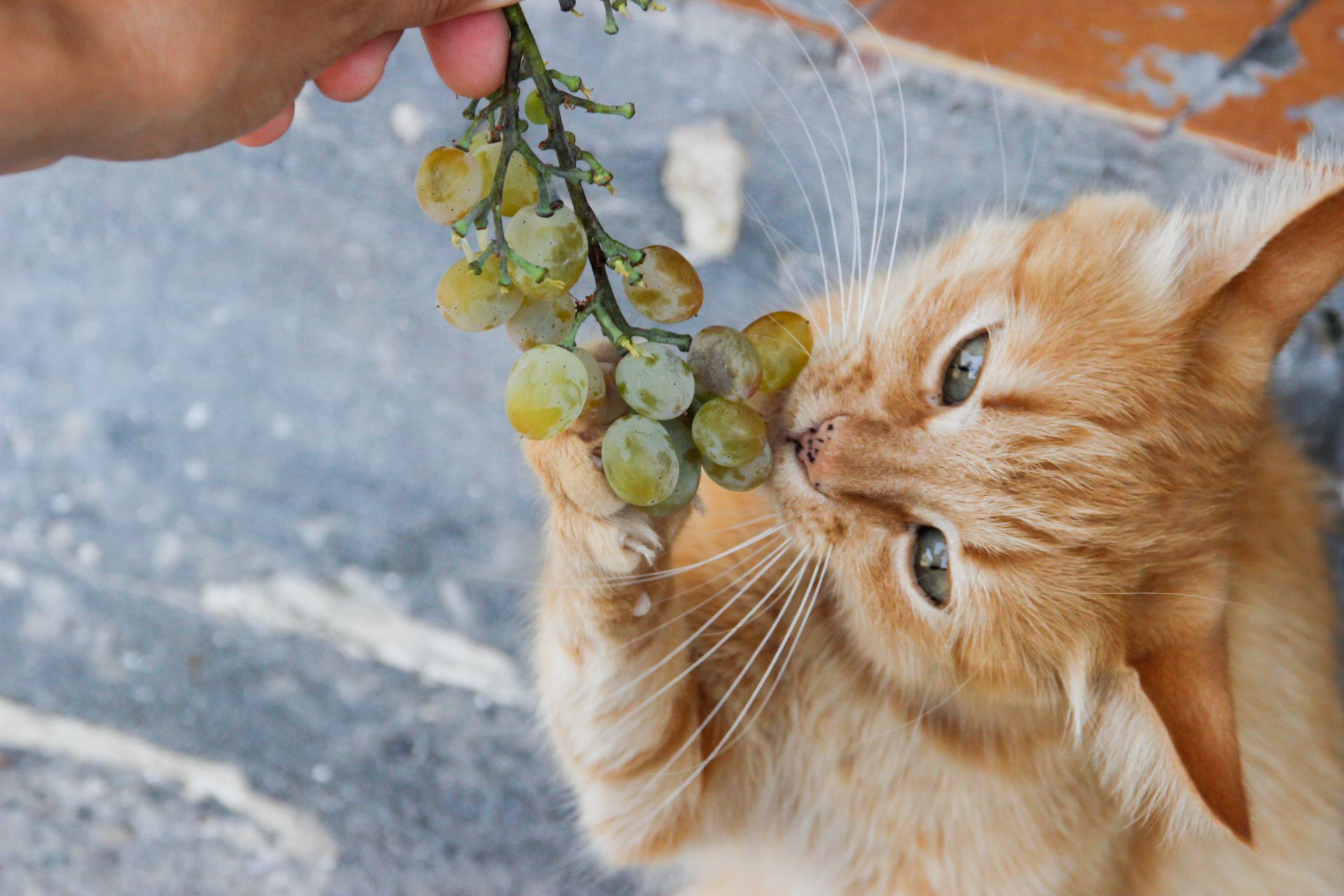 Can Cats Eat Grapes A Vet Approved Guide You Shouldn T Ignore   Media 15ea5e55d27d72c551397ba5fbb47940c93123947 