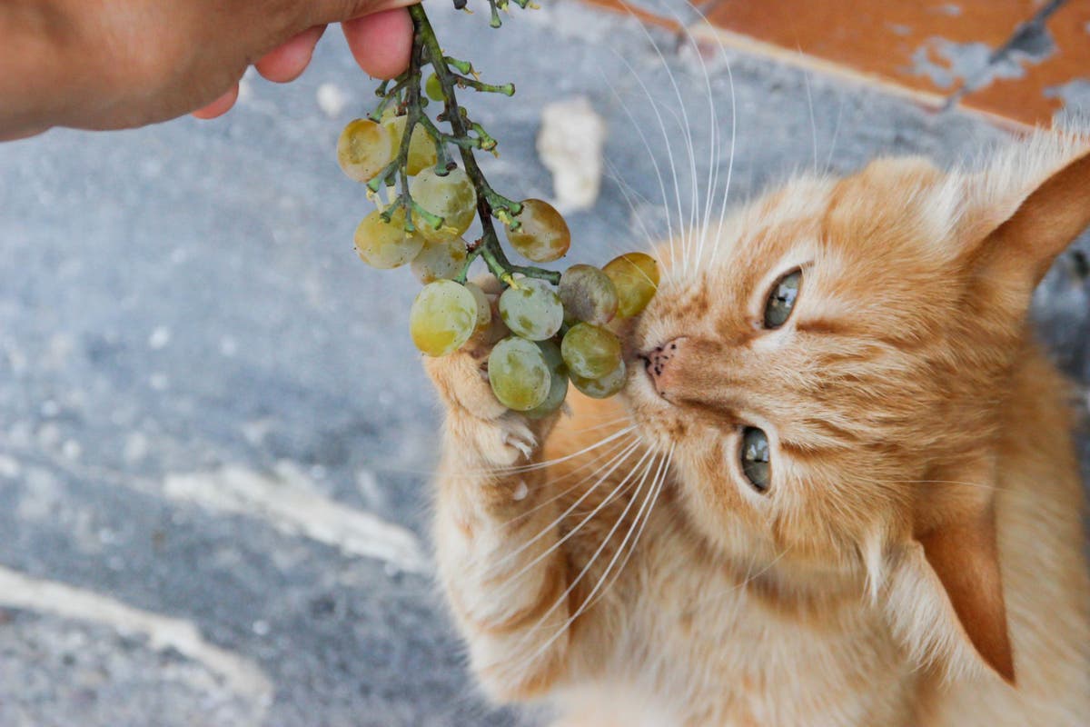 Are raisins poisonous to cats sale