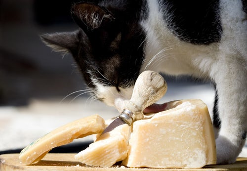 Should cats shop eat cheese