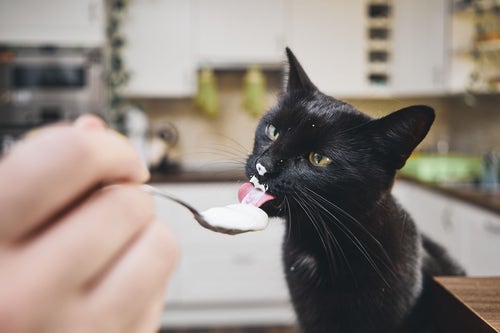 Can cats clearance eat strawberry yogurt