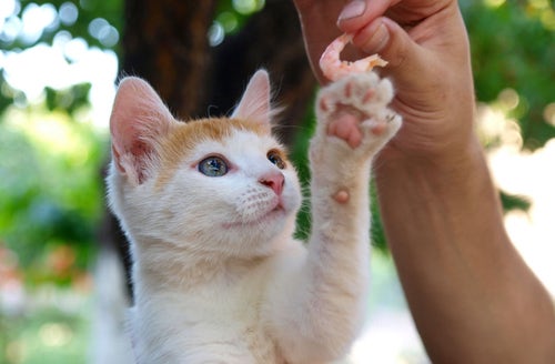 Do cats shop eat prawns