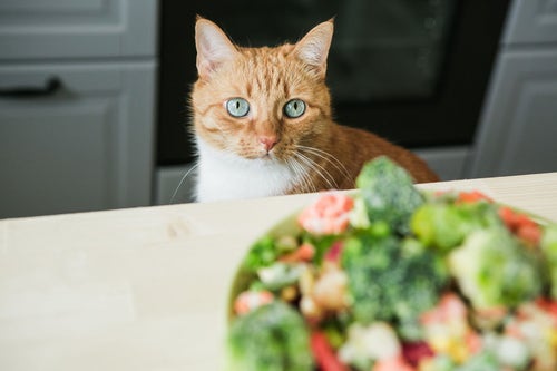 Is Vegan Cat Food Safe for Your Pet PetPlace