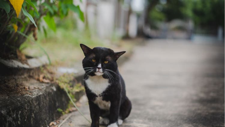 A lonely cat sitting on a sidewalk.