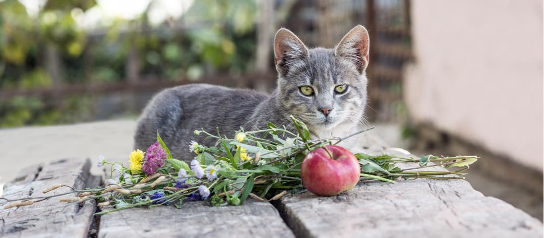 Can cats shop eat applesauce