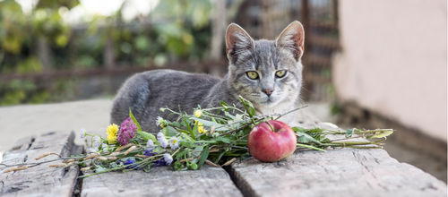 Can kittens eat outlet apples