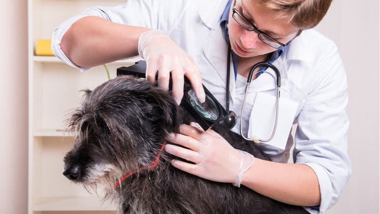 A veterinarian combs though a dog's fur for fleas and ticks.