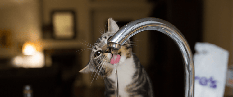 A cat suffering from dehydration drinks water from the faucet.