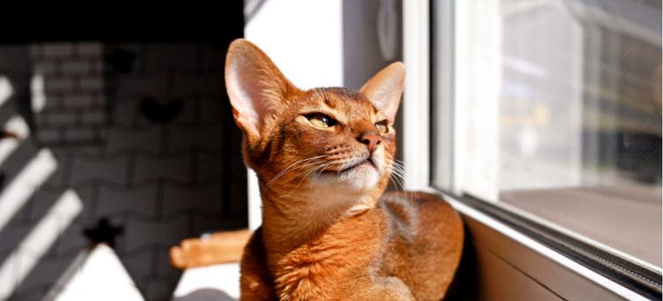 A cat relaxes on a sunny windowsill.