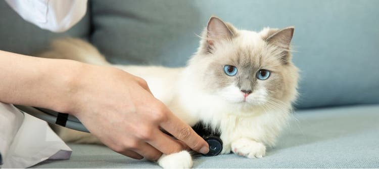 A vet checks a Ragdoll cat's heart rate.