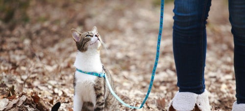 Taking my cat sales for a walk