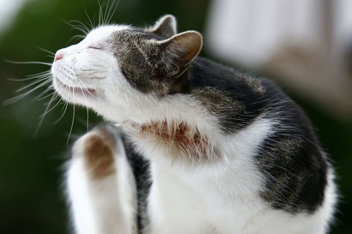 Food allergy 2025 test for cats