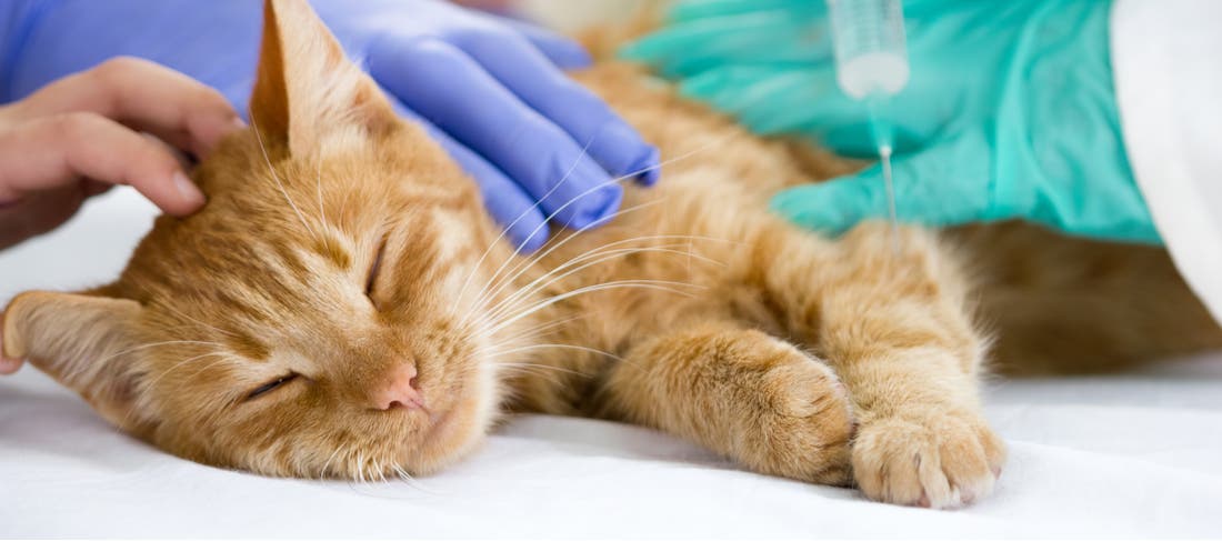 Glucose testing cat shops paw