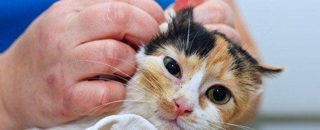 Home Care Of The Cat With An Ear Infection