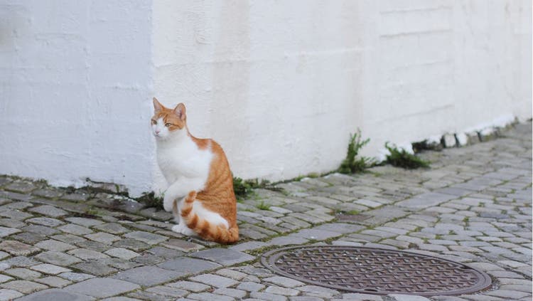 An orange and white cat limps.