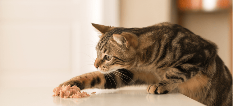 A cat reaches for some food.