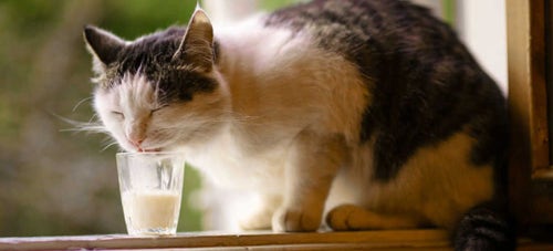 Do cats like 2025 milk or water