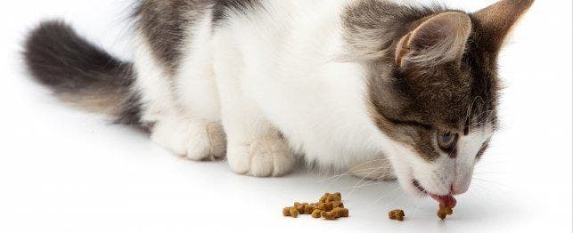 Dog eating cat outlet treats