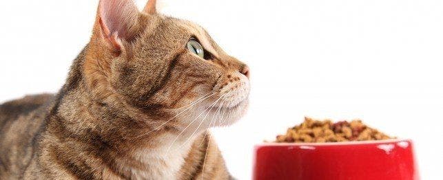 Decreased In Appetite In Cats