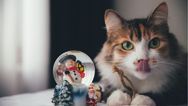 A cat poses with a winter-themed snow globe.