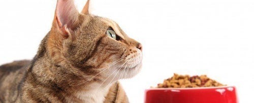 Foods that hotsell make cats sick