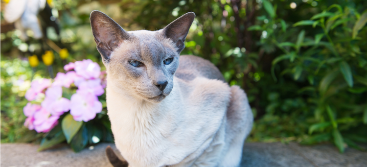 A Blue Point Siamese cat sits in the garden.