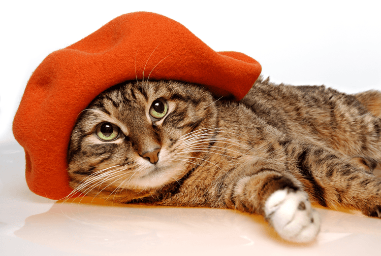 A striped cat lounging in an orange beret