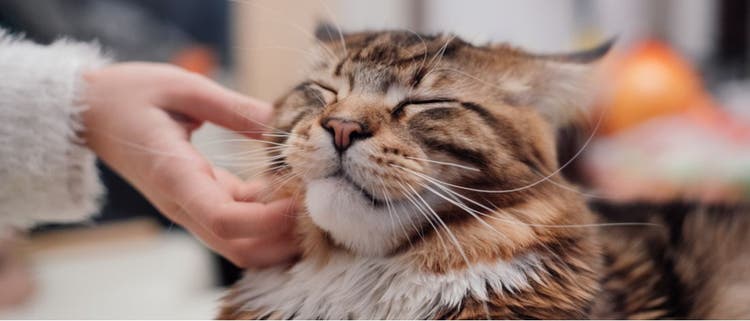 A fluffy cat gets scratched under the chin by its owner.