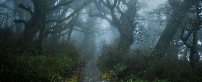 A misty path through the woods.