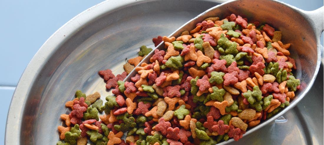 can dry dog food expire