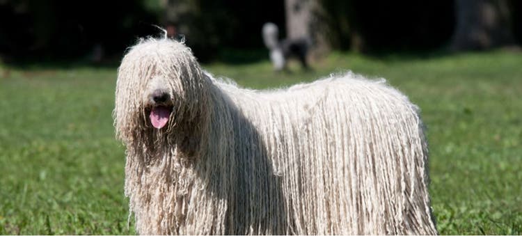 A Komondor, a member of the AKC's Working Group, plays in the park.