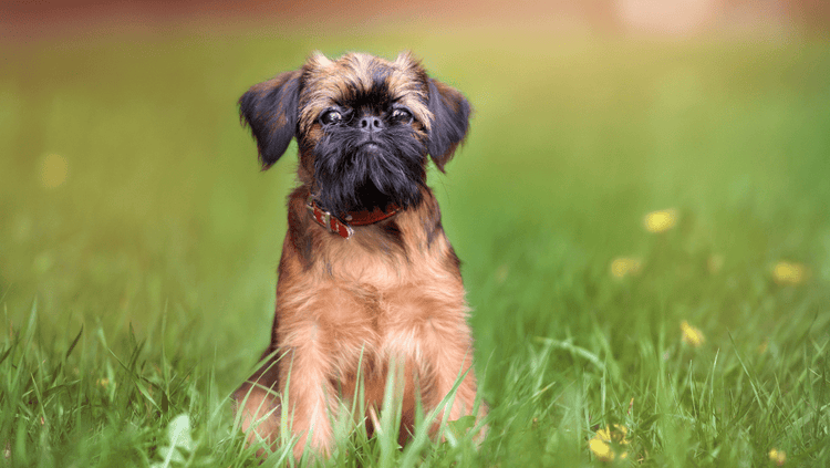Selecting a Brussels Griffon Puppy