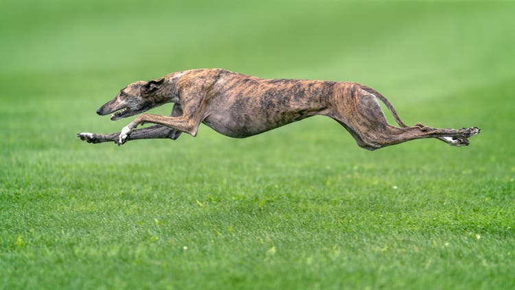 how fast can a greyhound run