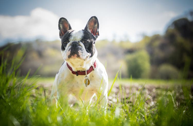 A black and white French Bulldog poses in the sun.