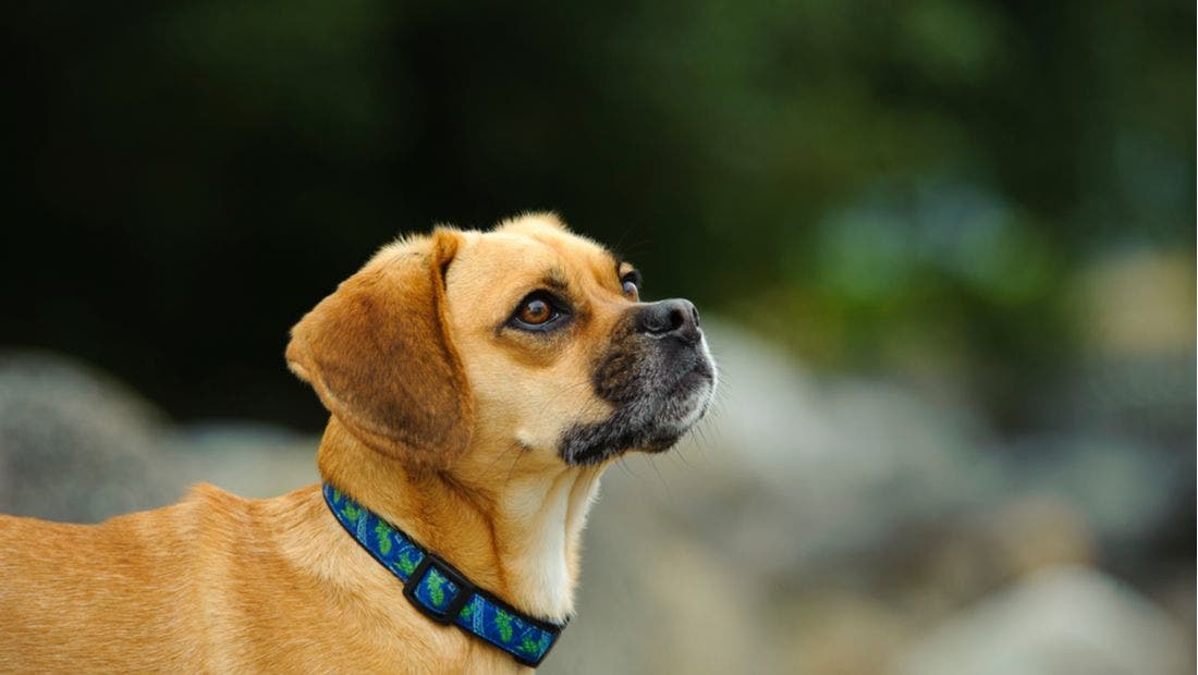 What is best sale a puggle