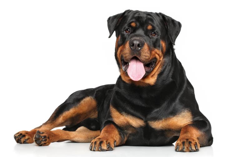 Are Rottweilers Good Family Dogs?