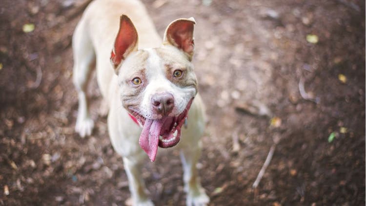 A light-colored Pitbull smiles up at the camera.