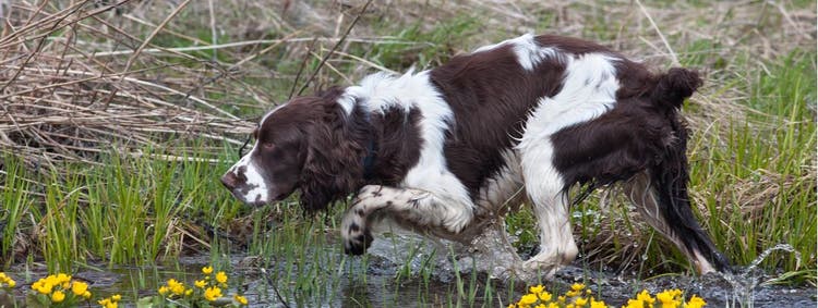 A list of the best hunting dogs.