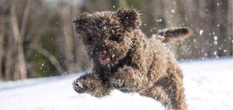 A Lagotto Romagnolo dog playing in the snow.